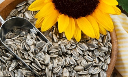 Sunflower seeds