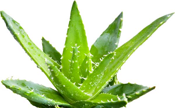 aloe