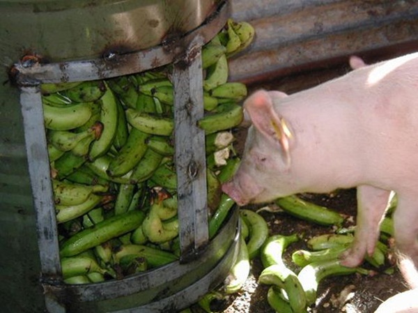 banana_pig