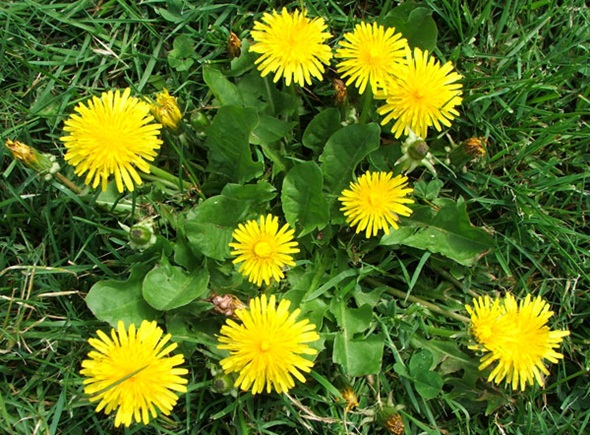 dandelion-yellow