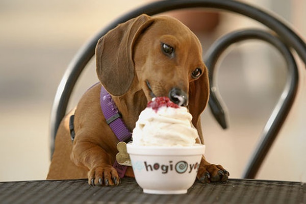 dogs_ice-creams