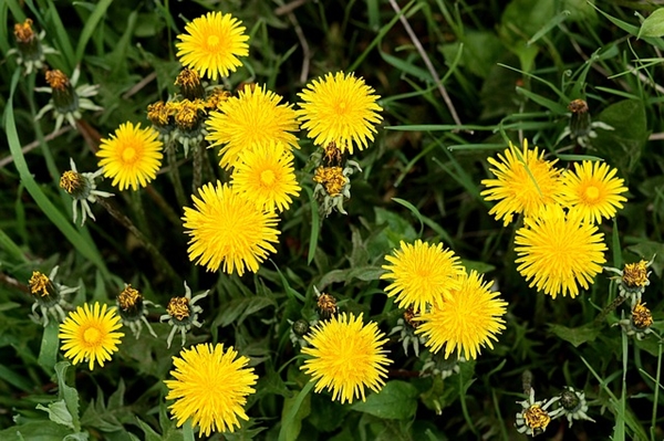 dandelion2